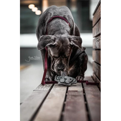 Kentucky Dogwear Kentucky Hundespielzeug Dog Head Full - Image 4