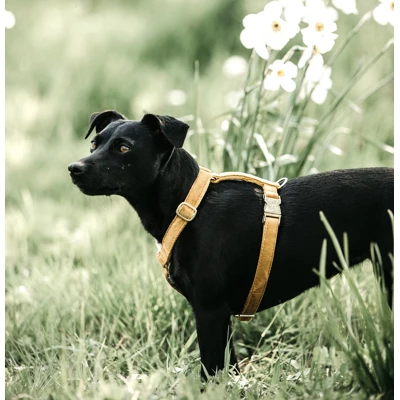 Kentucky Dogwear Kentucky Dog Harness Loop Velvet 44763451 Mustard - Image 2