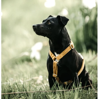 Kentucky Dogwear Kentucky Dog Harness Loop Velvet 44763452 Mustard - Image 3