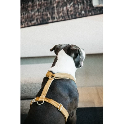 Kentucky Dogwear Kentucky Dog Harness Loop Velvet 44763452 Mustard - Image 4