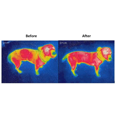 Bucas Dog Rug Navy/Orange 40cm - Image 3